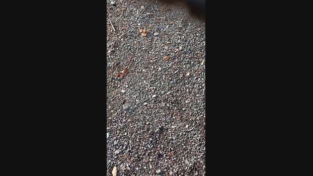 Norman_82 21-01-2024 Recorded Video playtime