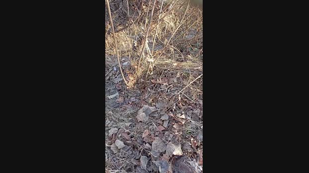Norman_82 21-01-2024 Recorded Video bigballs