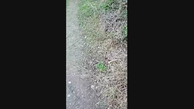 bearcruising85 03-02-2024 Recorded Video Ass