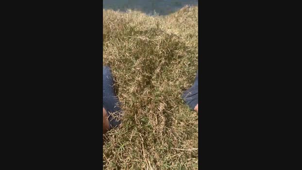 Dandresu 14-02-2024 Recorded Video play