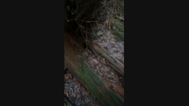 Diegomorbo_str 14-02-2024 Recorded Video love