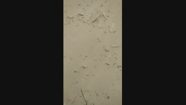 neycosta87 16-02-2024 Recorded Video bicurious