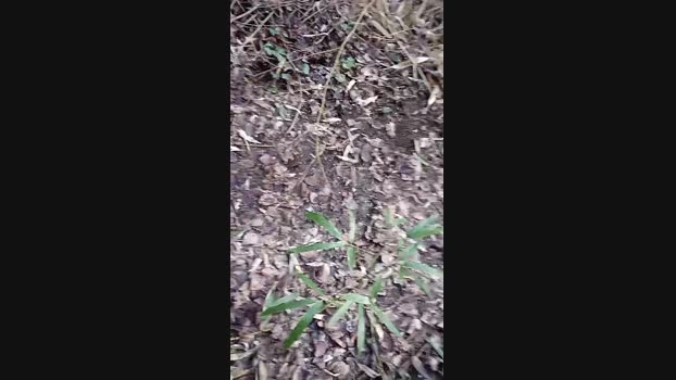 albaniacaserta4 02-03-2024 Recorded Video big