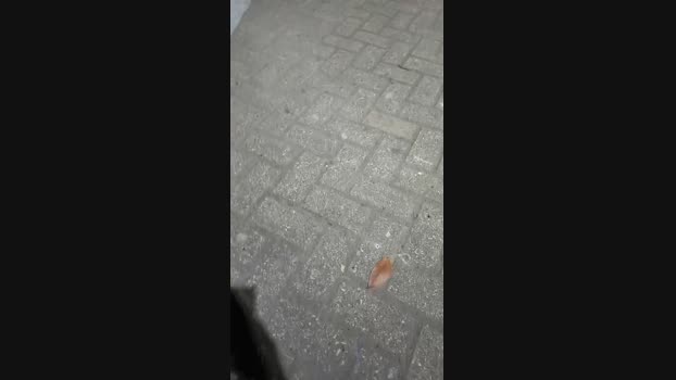 BlackCockBig19 03-03-2024 Recorded Video love