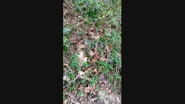 bearcruising85 10-03-2024 Recorded Video sex