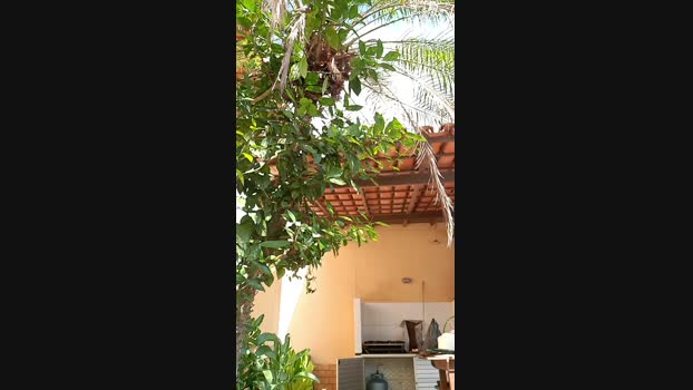 recoblue22cm 14-03-2024 Recorded Video legs