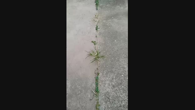 wildwolfhot 14-03-2024 Recorded Video bigload