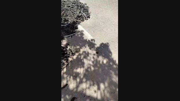avalarf 18-03-2024 Recorded Video ass