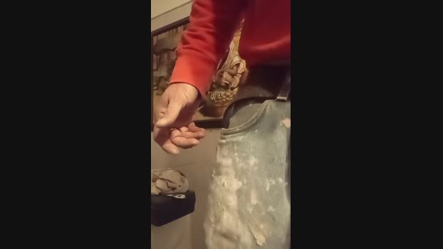 italiawolf 25-03-2024 Recorded Video bigcock