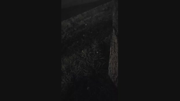 pollen_07 26-03-2024 Recorded Video bigcock