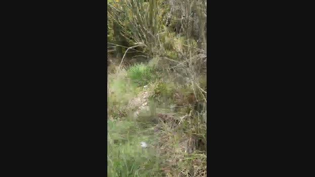 despacitofonsi 29-03-2024 Recorded Video cute