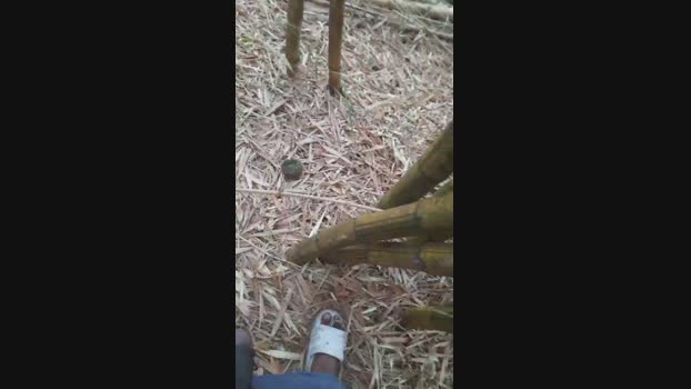 grandeygruesa1 31-03-2024 Recorded Video fuckass