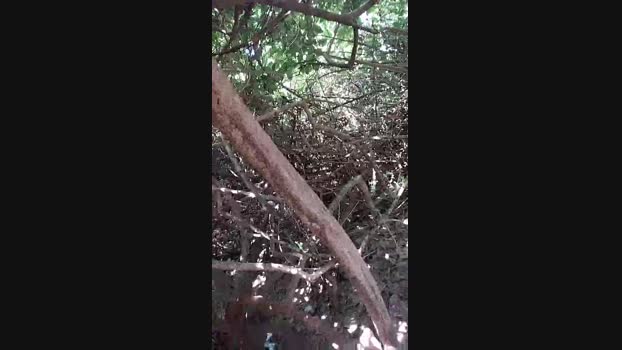 freefire77 31-03-2024 Recorded Video oral