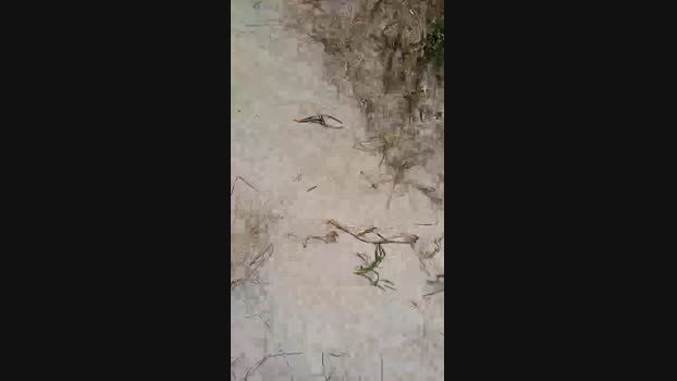 bearcruising85 11-04-2024 Recorded Video Show