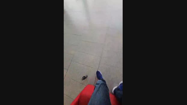 GRECOBOY 19-04-2024 Recorded Video strip
