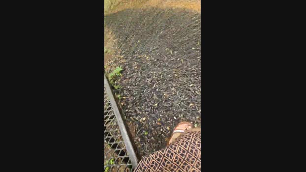 goodnitehero88 19-04-2024 Recorded Video bigtoys