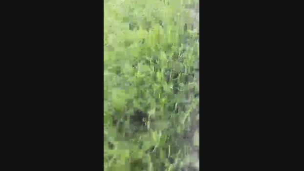 MachoLutador 04-05-2024 Recorded Video lush