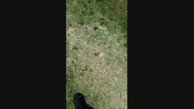 schiccherie 09-05-2024 Recorded Video strip