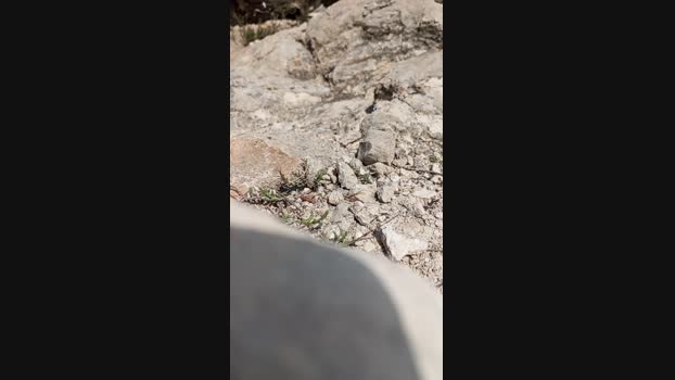 Dandy04 19-05-2024 Recorded Video suckcock