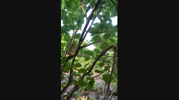 MachoLutador 21-05-2024 Recorded Video beauty