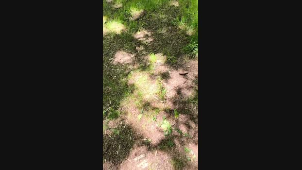 gossgrass1 24-05-2024 Recorded Video gay