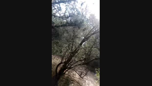 pathpeter 30-05-2024 Recorded Video natural