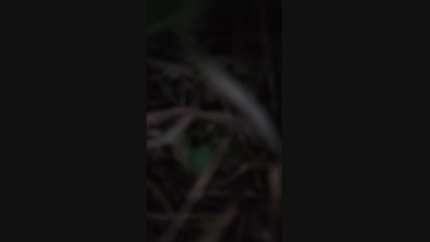 Harmon1 02-06-2024 Recorded Video ass