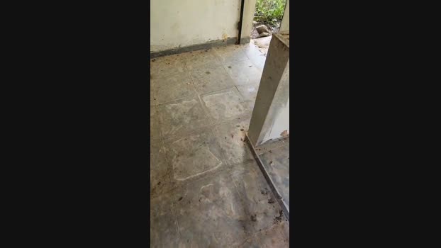 PauzudaoMG 02-06-2024 Recorded Video Download