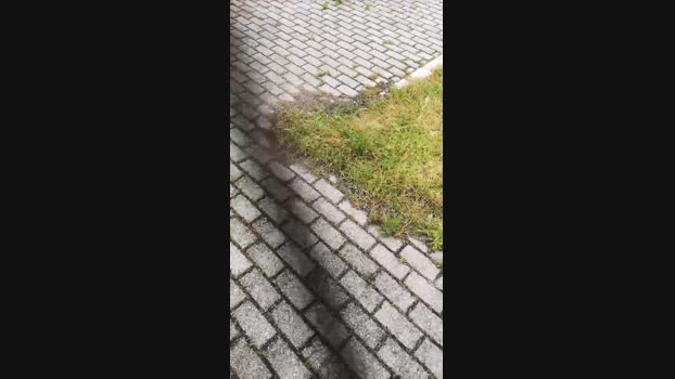 Pagani56 03-06-2024 Recorded Video blowjob