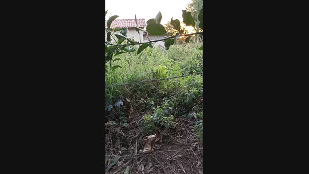 magrogostoso1 04-06-2024 Recorded Video analtoy