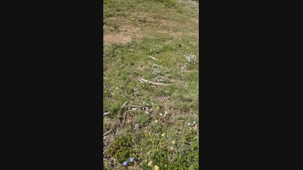 polli_play 16-06-2024 Recorded Video Pretty