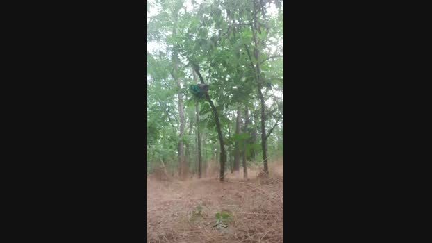faraon47 26-06-2024 Recorded Video Webcam