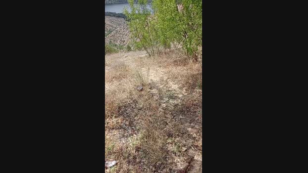 sikici20 05-07-2024 Recorded Video Download