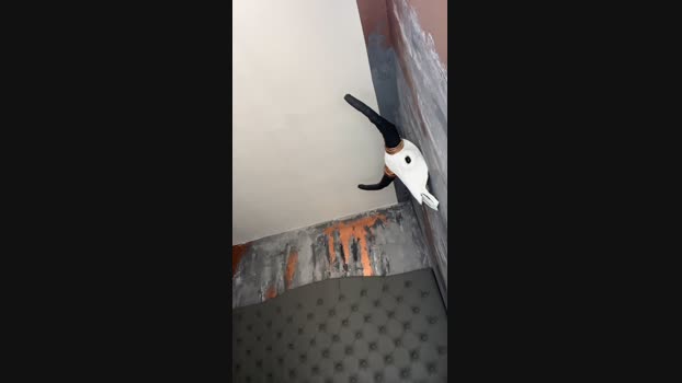 Greatpig_25 11-07-2024 Recorded Video lush