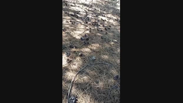 sikici20 14-07-2024 Recorded Video wank