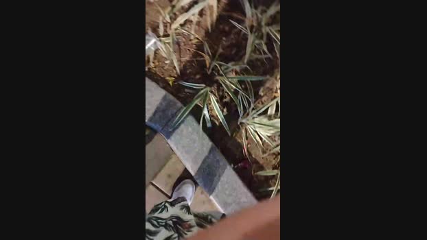 Sexylatinogay 22-07-2024 Recorded Video twink
