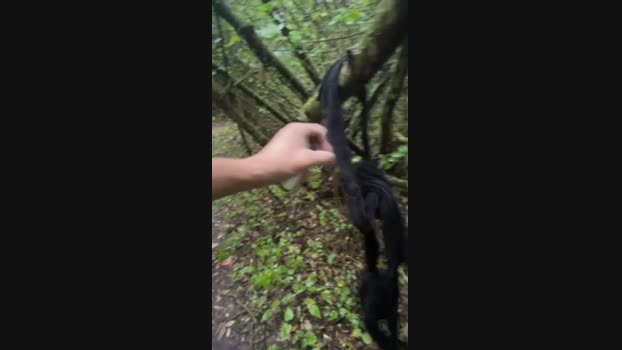 DaveBraun 23-07-2024 Recorded Video natural