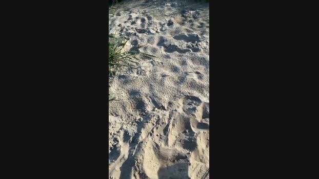 Zeigegeiler69 23-07-2024 Recorded Video fuckass