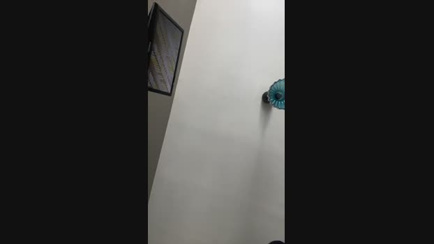 Pollon29_cm 30-07-2024 Recorded Video play