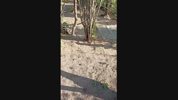 magrogostoso1 31-07-2024 Recorded Video kinky