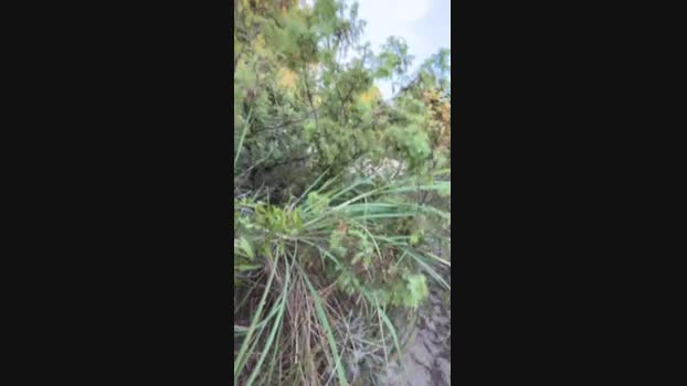 JOREDD 03-08-2024 Recorded Video natural