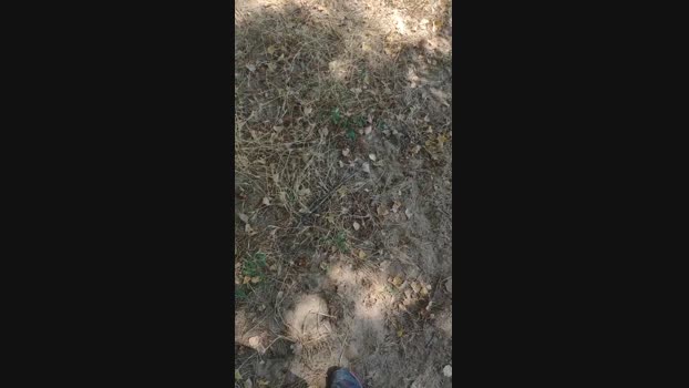 polli_play 04-08-2024 Recorded Video lick