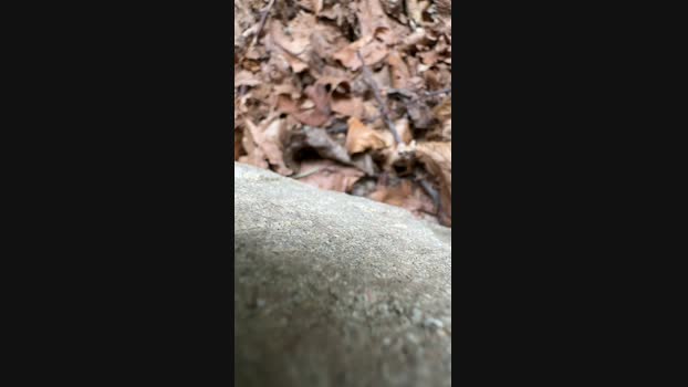 Zorro2024 17-08-2024 Recorded Video fuckhard