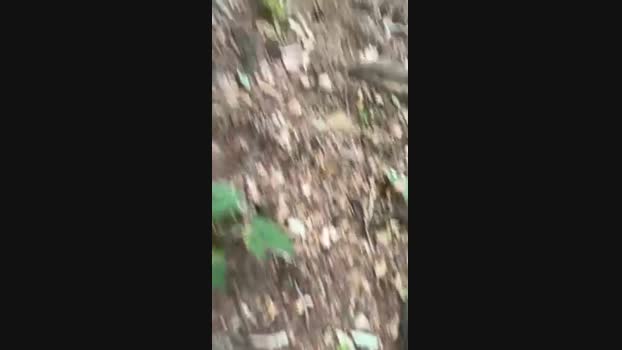 Zorro2024 17-08-2024 Recorded Video fingers