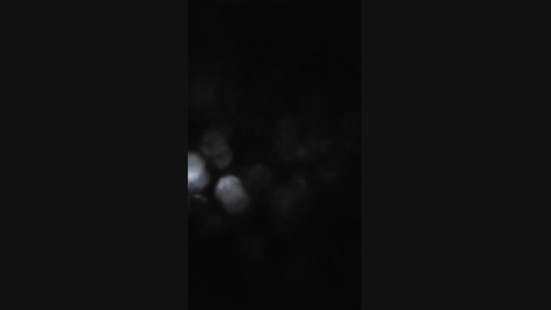 Everest91 18-08-2024 Recorded Video bigdick