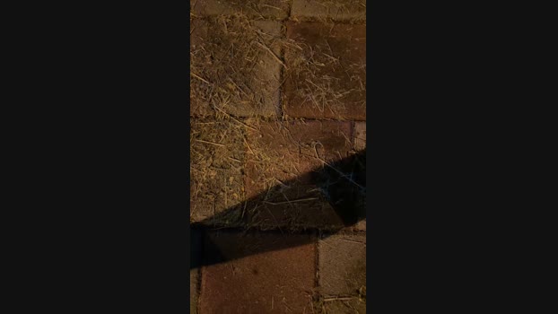 Foxfoxfox 21-08-2024 Recorded Video deep