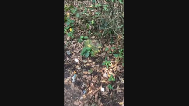 Nado1santos 21-08-2024 Recorded Video Video