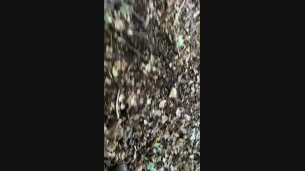 Zorro2024 22-08-2024 Recorded Video Topless