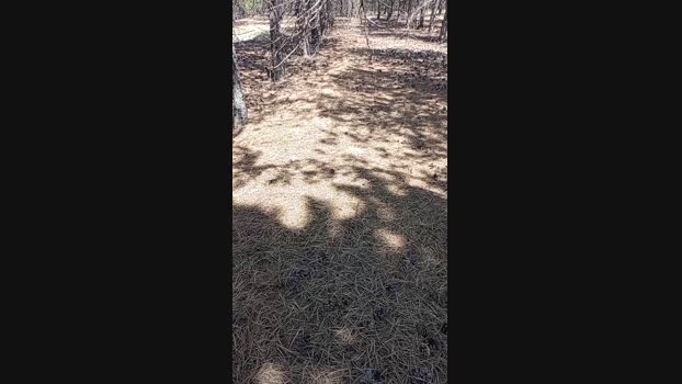 sikici20 22-08-2024 Recorded Video XXX