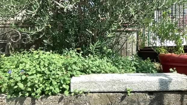 loomshab2 23-08-2024 Recorded Video bj-dildo